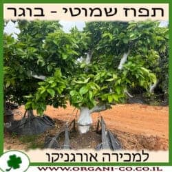 תפוז שמוטי בוגר 8-9 צול