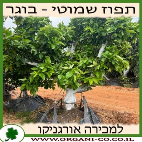 תפוז שמוטי בוגר 8-9 צול למכירה - מחיר