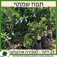 תפוז שמוטי 25 ליטר למכירה - מחיר