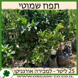 תפוז שמוטי 25 ליטר