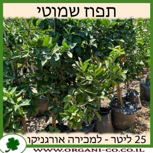 תפוז שמוטי 25 ליטר למכירה - מחיר