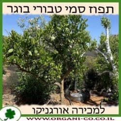 תפוז סמי טבורי בוגר 4-6 צול