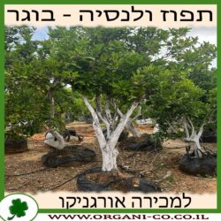 תפוז ולנסיה בוגר 4-6 צול