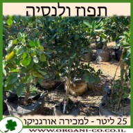 תפוז ולנסיה 25 ליטר למכירה - מחיר