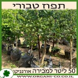 תפוז טבורי 50 ליטר