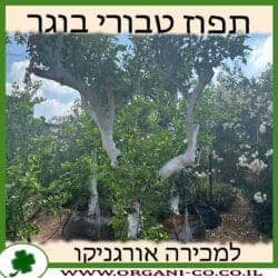 תפוז טבורי בוגר 6-7 צול