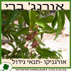 אורנג' ברי גידול צמח