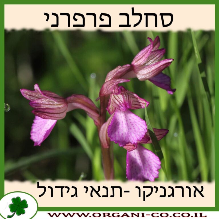 סחלב פרפרני