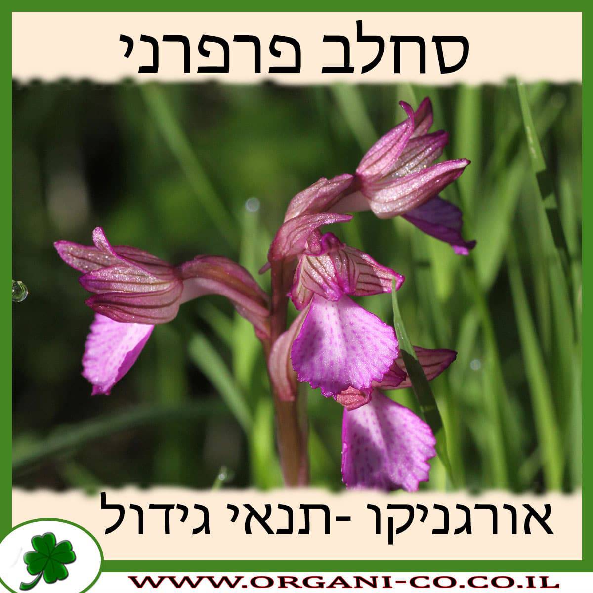 סחלב פרפרני