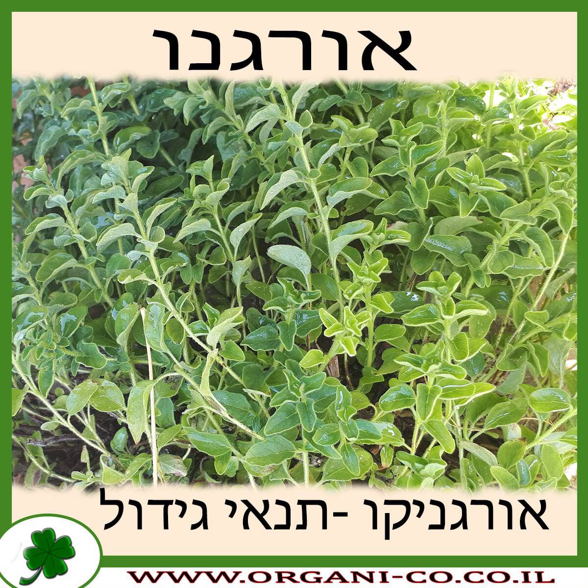 אורגנו גידול צמח