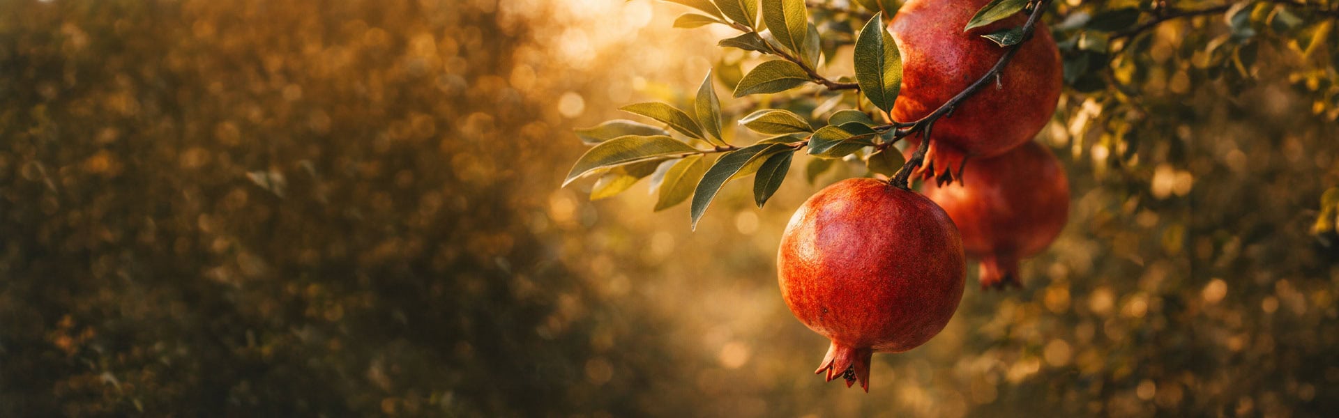 אורגניקו - צמחים, דשן, קוטלי מזיקים