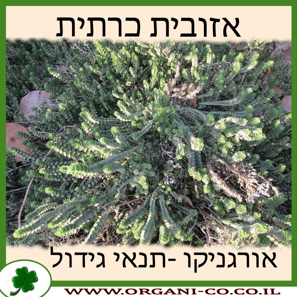 אזובית דיקטה