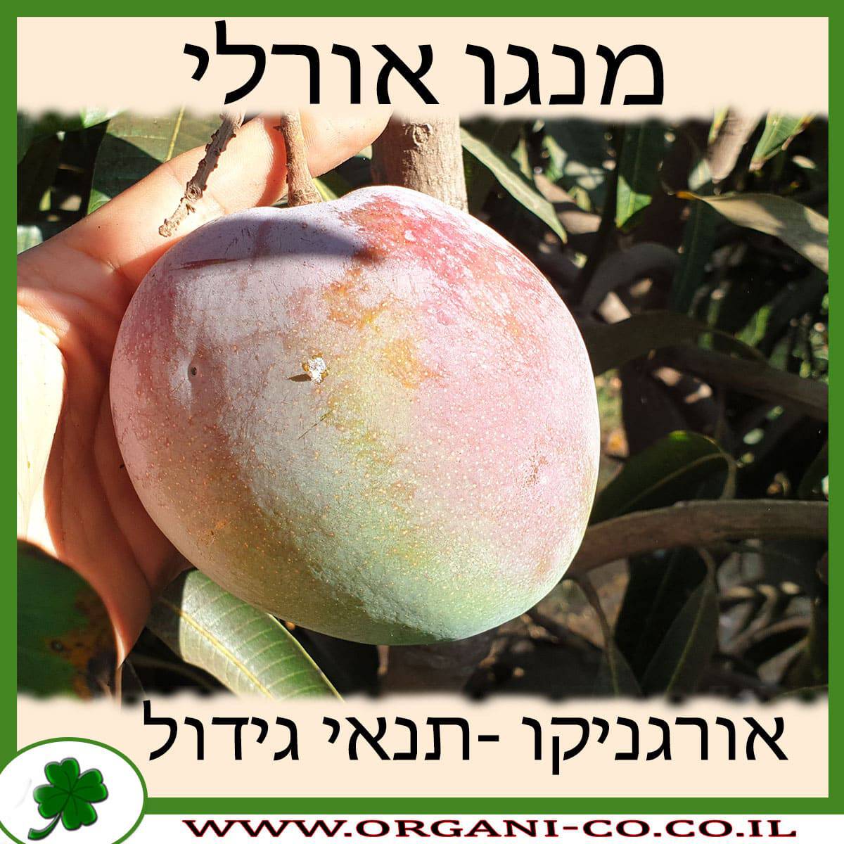 מנגו אורלי