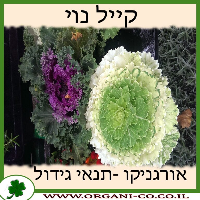 קייל נוי קייל נוי גידול צמח