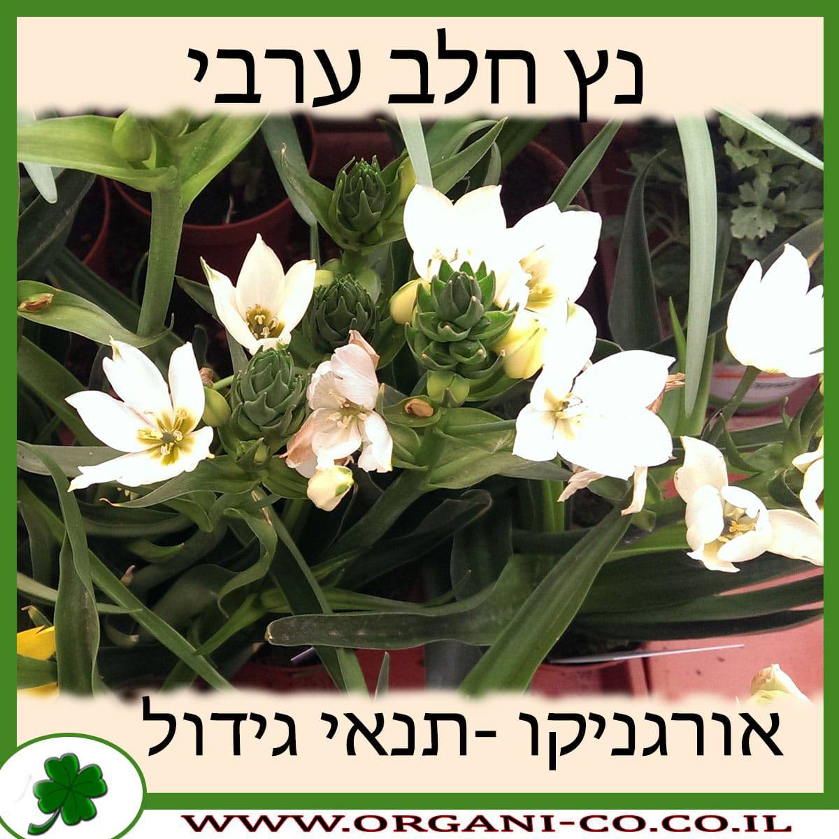 נץ חלב ערבי
