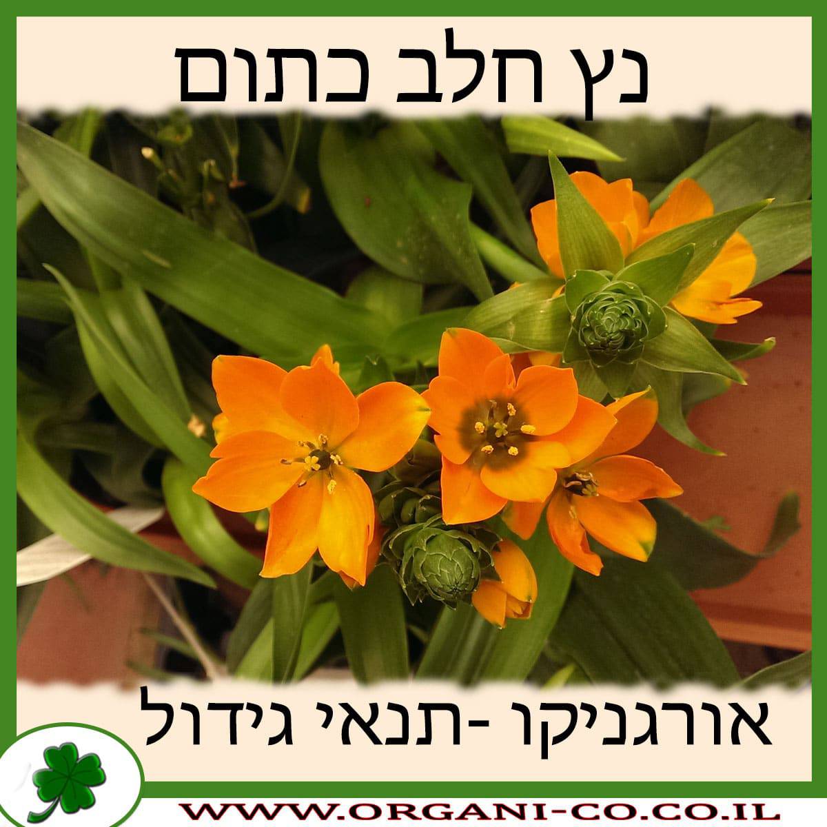 נץ חלב כתום