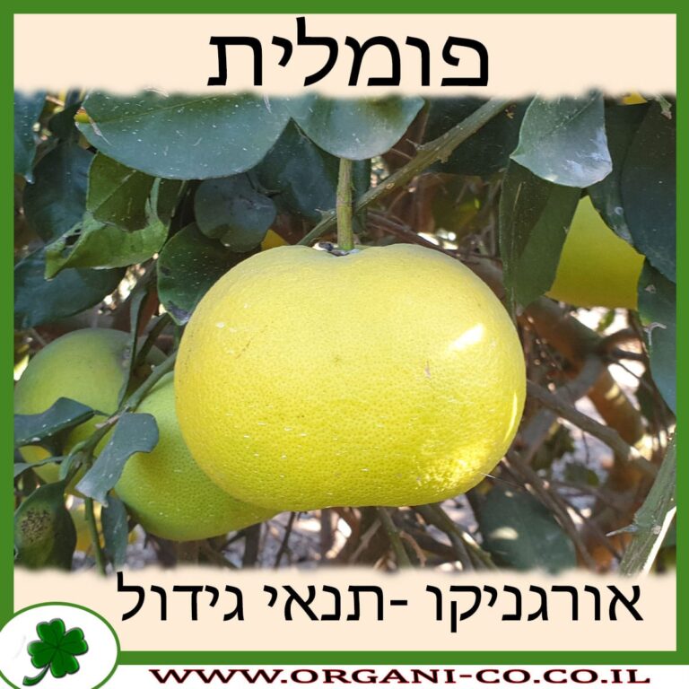 פומלית פומלית גידול צמח