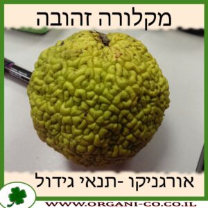 מקלורה זהובה