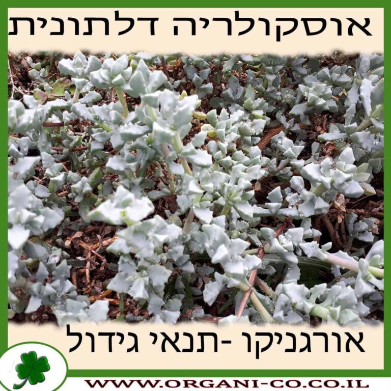 אוסקולריה דלתונית אוסקולריה דלתונית גידול צמח