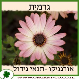 גרמית