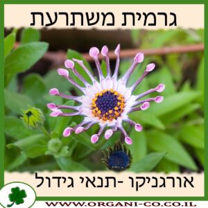 גרמית משתרעת