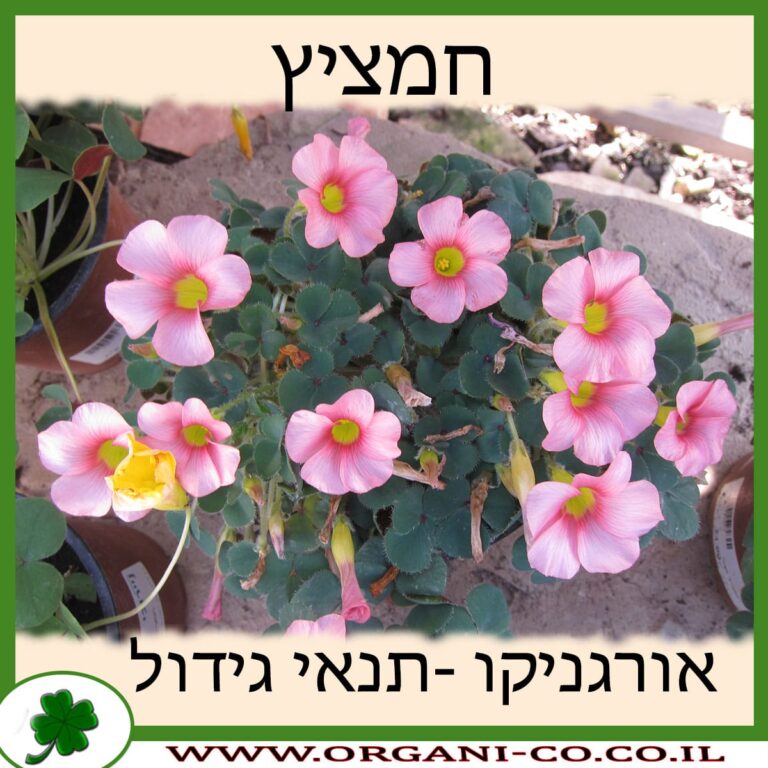 חמציץ חמציץ