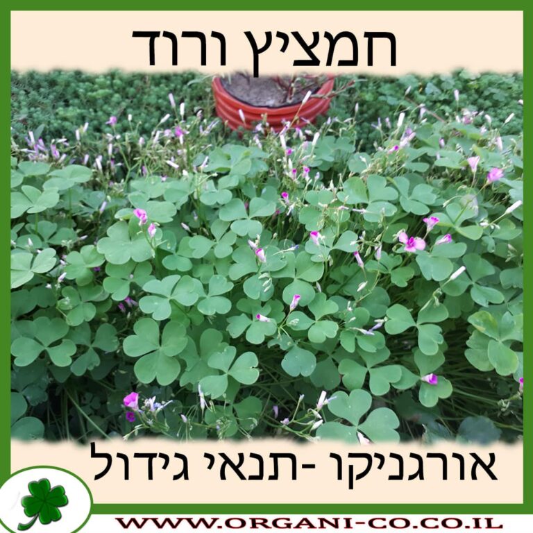 חמציץ ורוד חמציץ ורוד