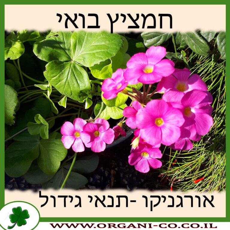 חמציץ בואי חמציץ בואי