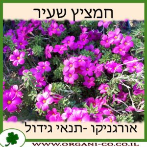 חמציץ שעיר