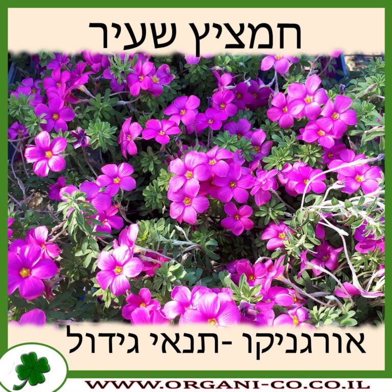 חמציץ שעיר חמציץ שעיר