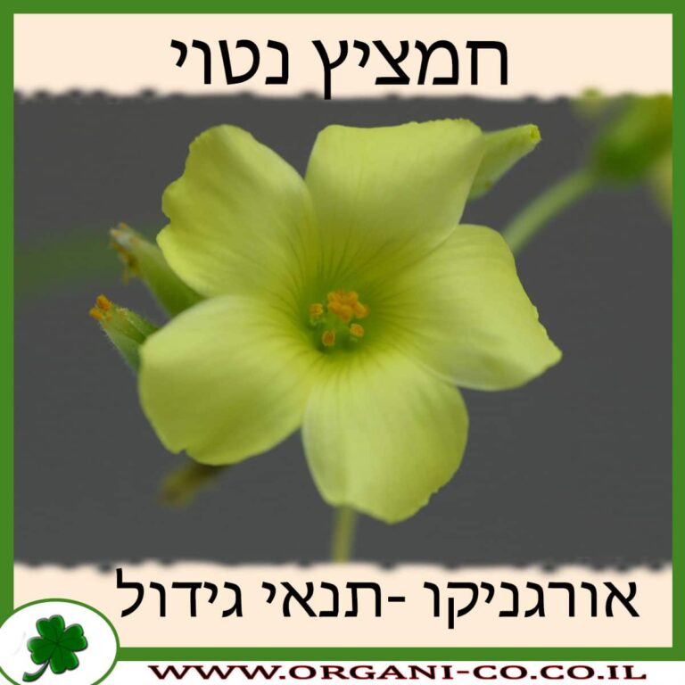 חמציץ נטוי חמציץ נטוי