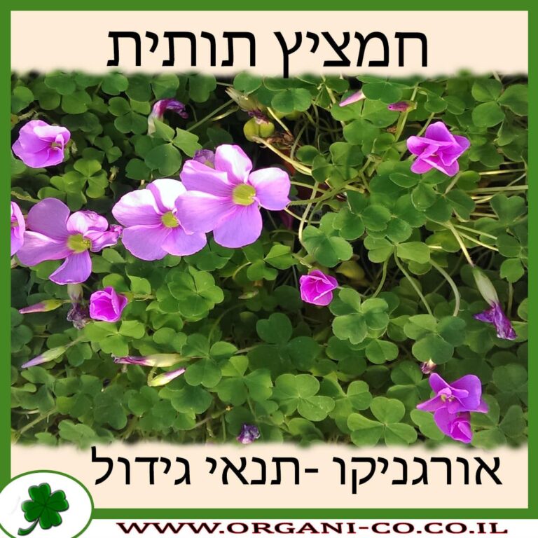 חמציץ תותית חמציץ תותית