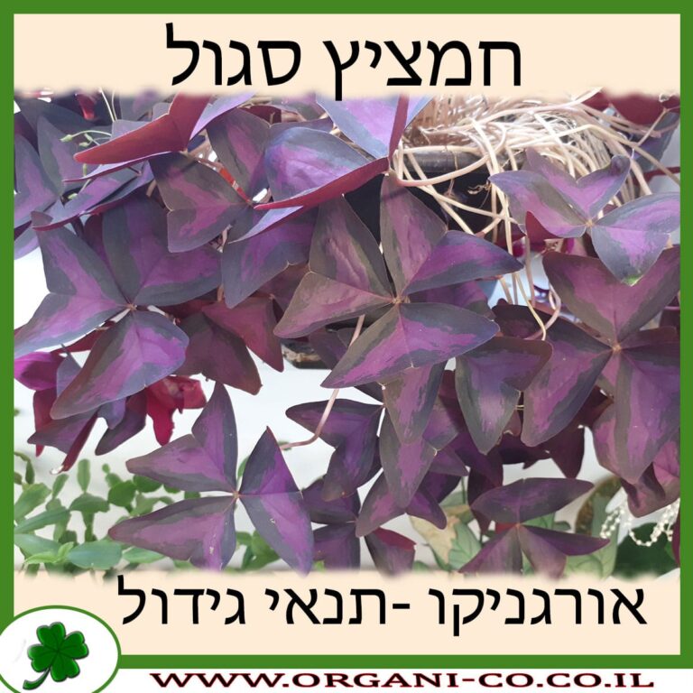 חמציץ סגול חמציץ סגול