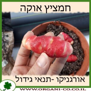 חמציץ אוקה