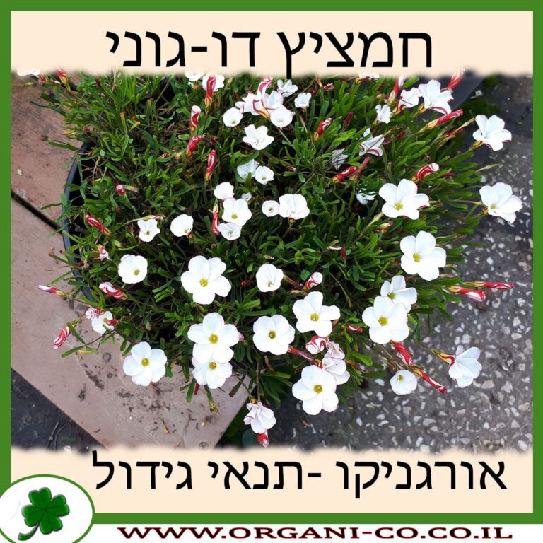 חמציץ דו-גוני חמציץ דו-גוני