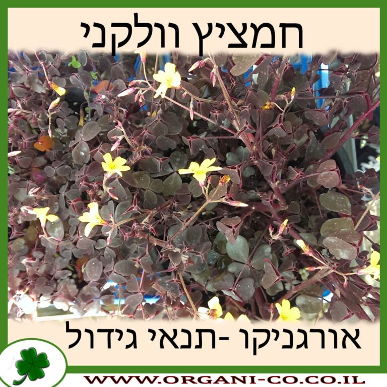 חמציץ וולקני חמציץ וולקני