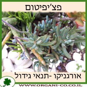 פצ’יפיטום