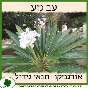 עב גזע