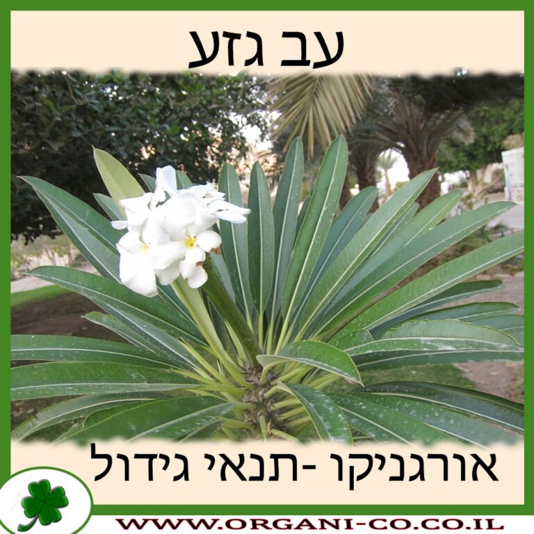 עב גזע עב גזע
