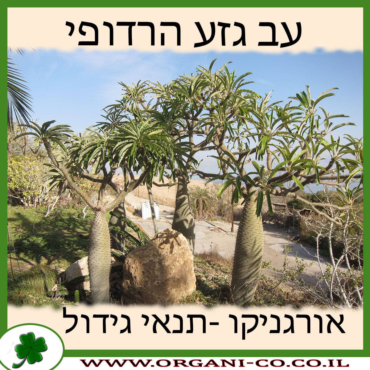 עב גזע הרדופי