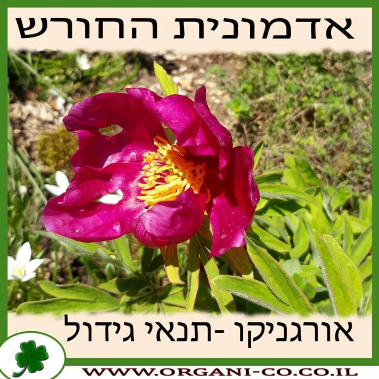 אדמונית החורש אדמונית החורש גידול צמח