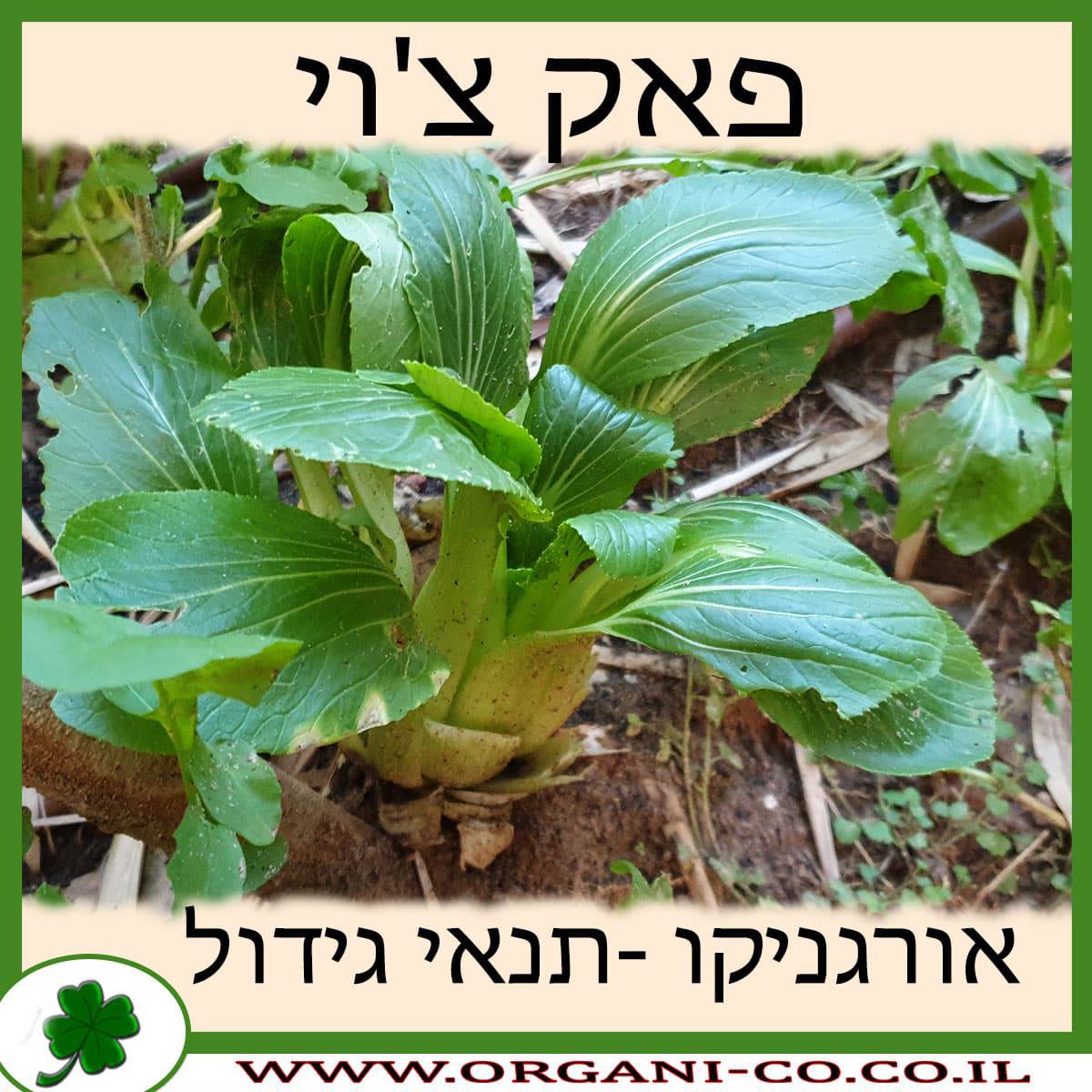 פאק צ'וי גידול צמח