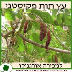 תות פקיסטני 50 ליטר