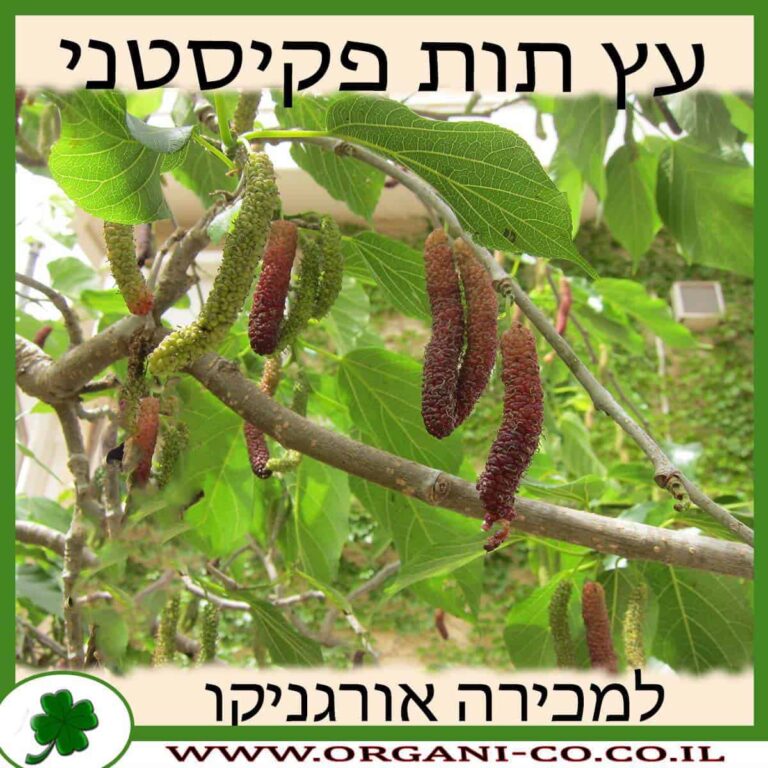 תות פקיסטני 25 ליטר - למכירה - מחיר - אורגניקו