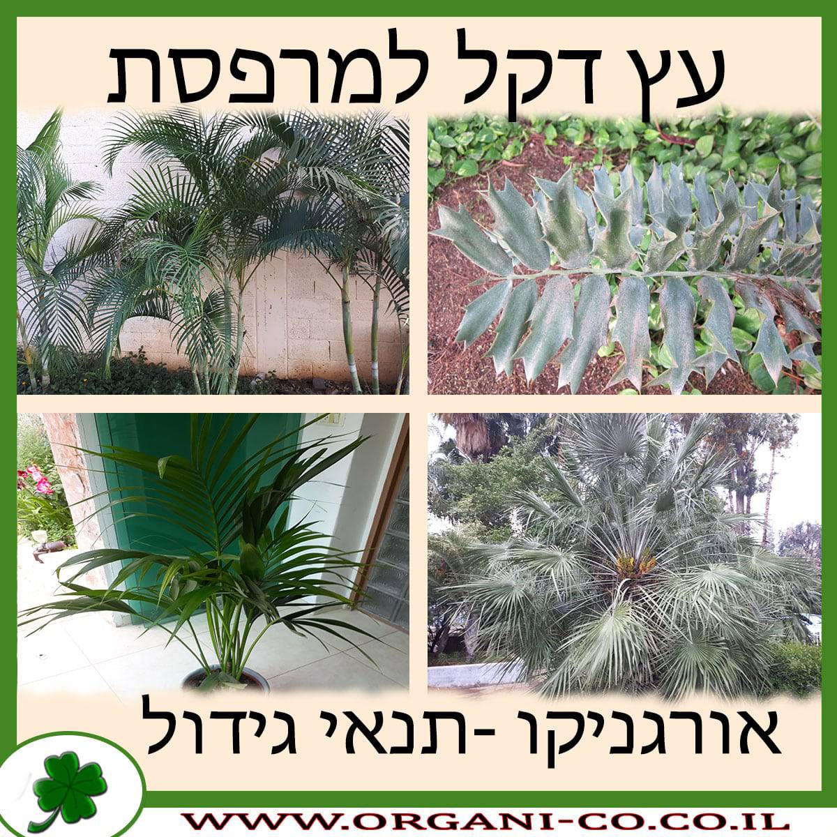 עץ דקל למרפסת