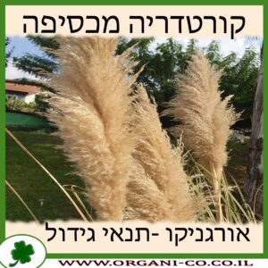 קורטדריה מכסיפה
