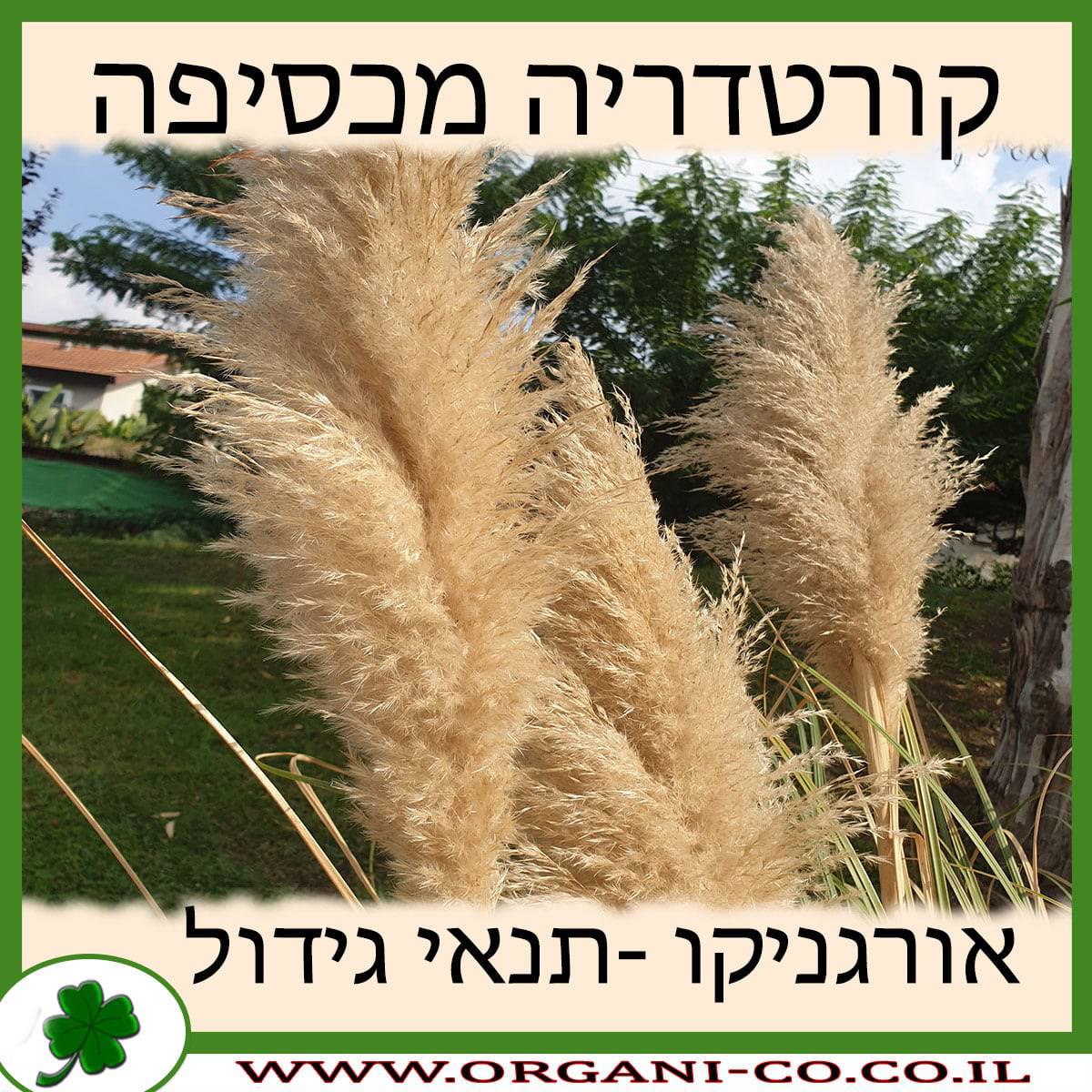 קורטדריה מכסיפה