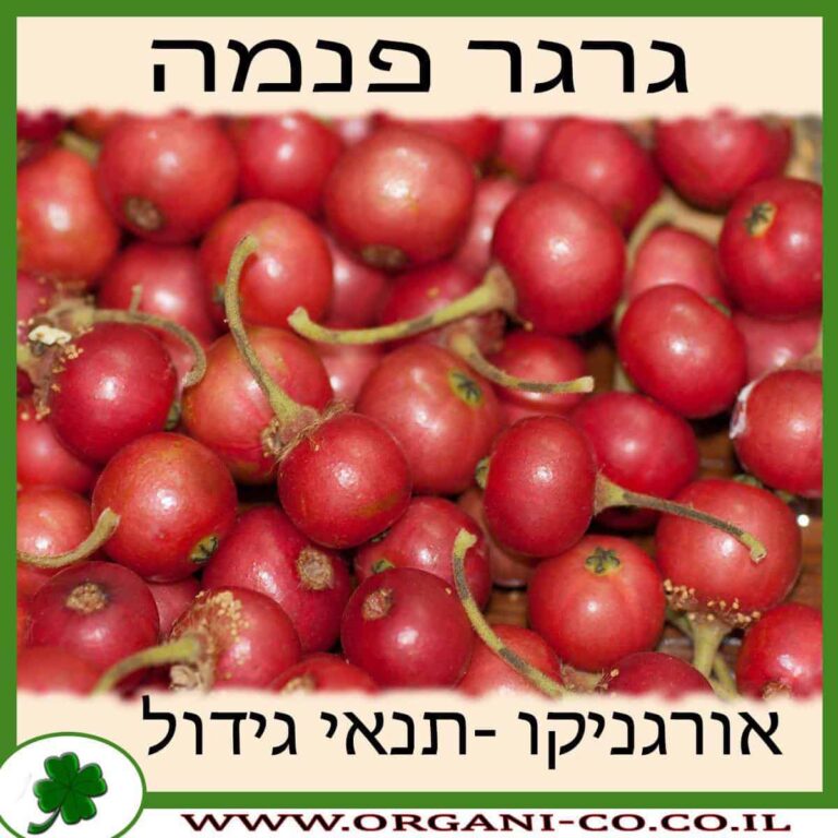 גרגר פנמה גרגר פנמה גידול צמח