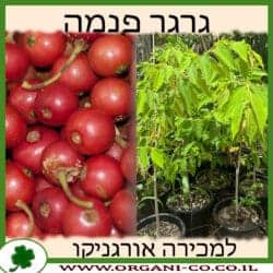 גרגר פנמה 50 ליטר