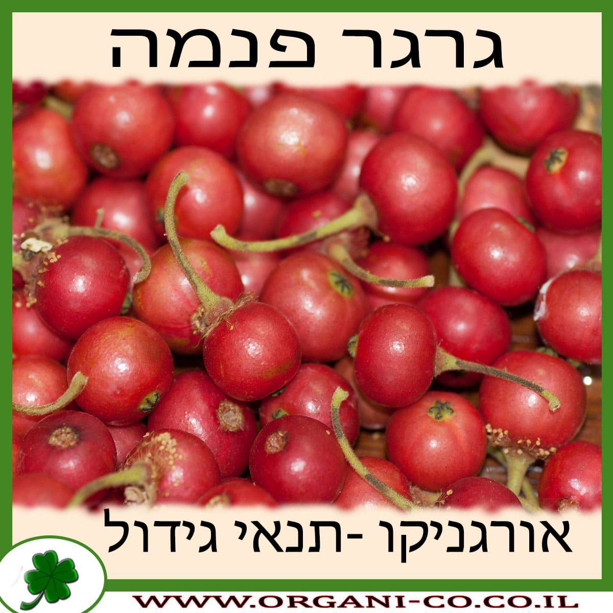 גרגר פנמה גידול צמח